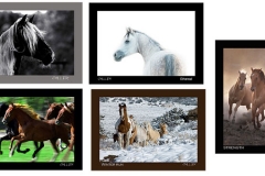 Horses Note Cards - Horse Photography by Jody L Miller