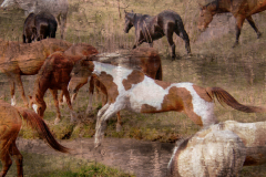 JodyLMiller_Paint Horse Leap Abstract