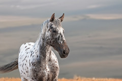 Appaloosa-Horse-Art-Cookie