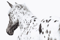 Cookie-Appaloosa-Blackand-White-Horse-Art