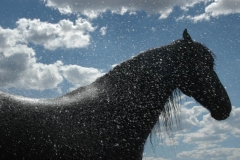Cooling Off - Fine Art Horse Photography by Jody Miller
