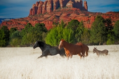 Sedona Trio Gallop-Fine Art Horse Photography by Jody Miller