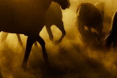 Golden Hooves -Fine Art Horse Photography by Jody Miller