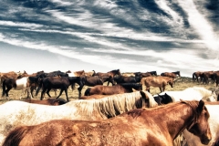 Mares Tails - Fine Art Equine Photography by Jody Miller