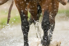 Monsoon Rain - Horse Photography by Jody Miller