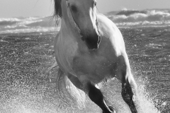 One with the Sea - Equestrian Photography by Jody Miller