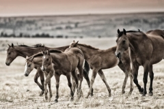 Baby Sitting - Fine Art Horse Photography by Jody Miller