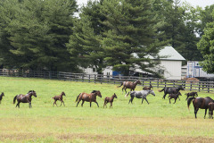 Two Week Old Horse Pasture