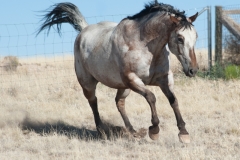 Apache_4060