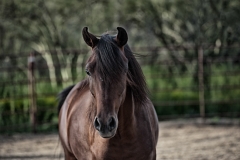 Arabian Colt