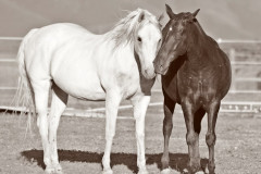 Circle L Buddies- Fine Art Horse Photography