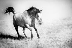 Apache-Fine Art Horse Photography by Jody Miller
