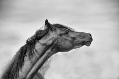 Arabian Neck_BW-Fine Art Horse Photography by Jody Miller