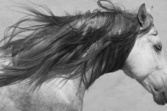 Eyes-Closed-Black-And-White-Horse-Panoramic