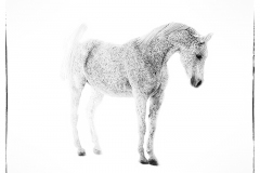 Mr. Tucker B. Fine Art Horse Photography by Jody L. Miller