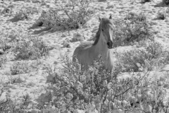 Winter White - Fine Art Horse Photography by Jody Miller