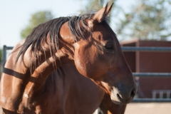 Circle L Horses