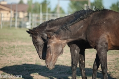 Circle L Horses