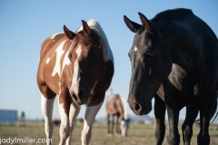 Circle L Horses