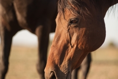 Circle L Horses