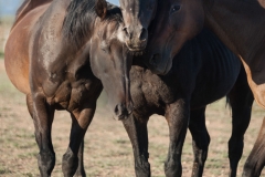 Circle L Horses