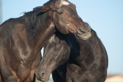 Circle L Horses