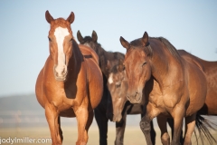 Circle L Horses