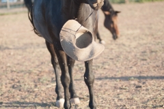 Circle L Horses