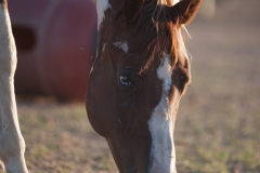 Circle L Horses