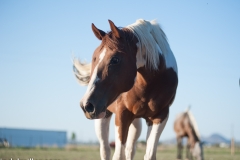 Circle L Horses