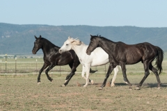 Circle L Horses