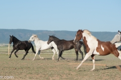 Circle L Horses