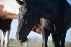 Circle L Horses