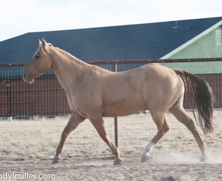 Cowboy_0398