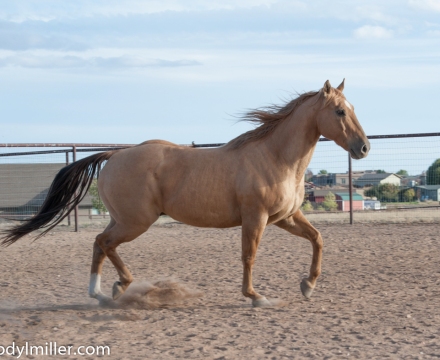 Cowboy_0410