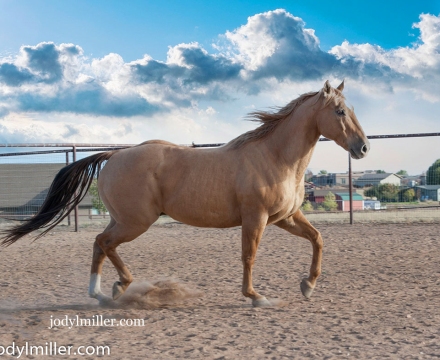 Cowboy_0410SocialPost
