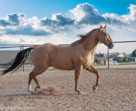 Cowboy_0410_inPixio