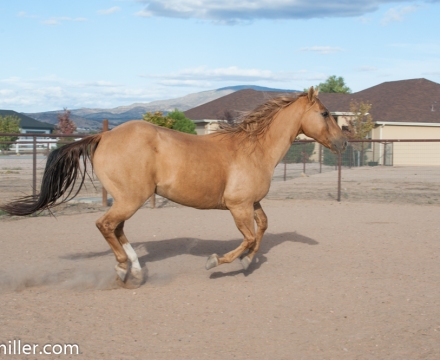 Cowboy_0422
