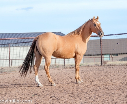 Cowboy_0427