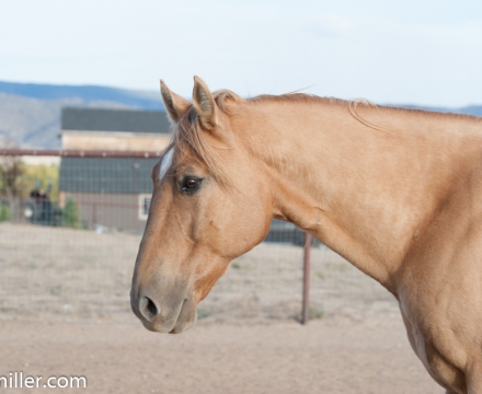 Cowboy_0451