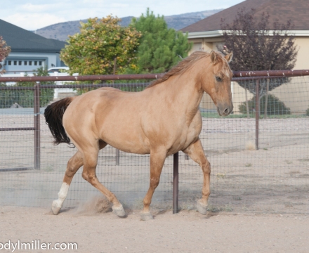 Cowboy_0489
