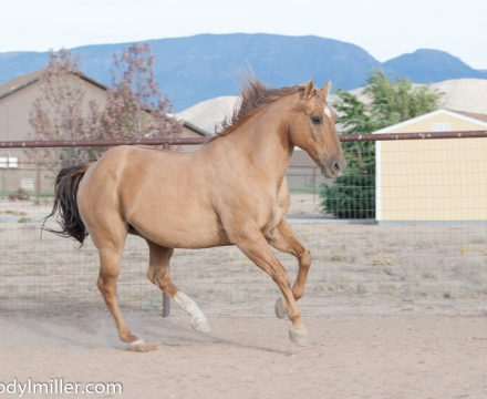 Cowboy_0502