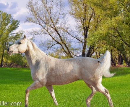 grass-83741_1920