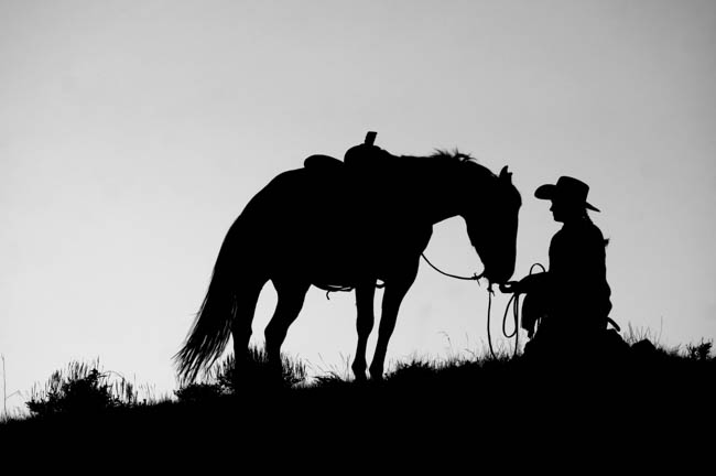 Stillness of the Night - Equestrian photography by Jody Miller