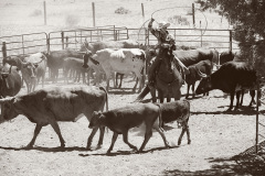 Broken_Horn_D_Ranch_Kim Cowgirl Horse Photo