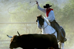 Cowboy Joe's cattle roundup - Jody Miller