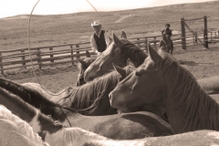 Roping Lesson - Cowboy photography by Jody Miller