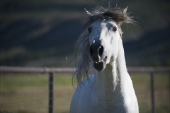 Bad Hair Day-Elegant Equine Collection