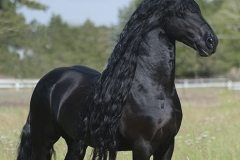 Freedom-Elegant Equine Collection