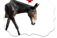 Miss-Sally-Mule-Christmas-Ornament